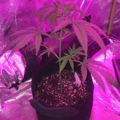 G13 fem mother Indica growlog timeline photo