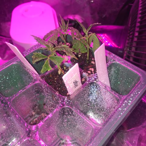 G13 clone #1 growlog timeline photo