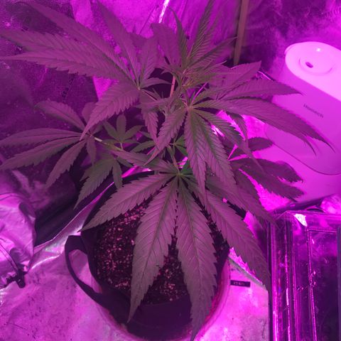 G13 clone #1 growlog timeline photo