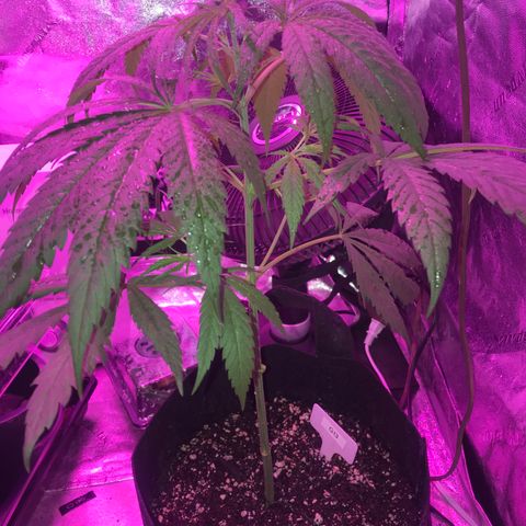 G13 fem mother Indica growlog timeline photo