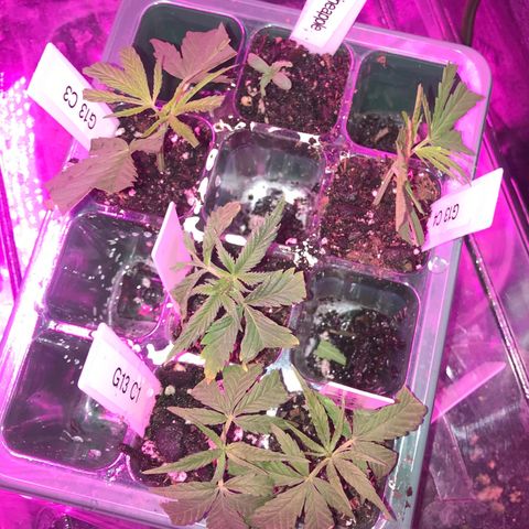 G13 clone #1 growlog timeline photo