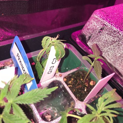G13 clone #1 growlog timeline photo