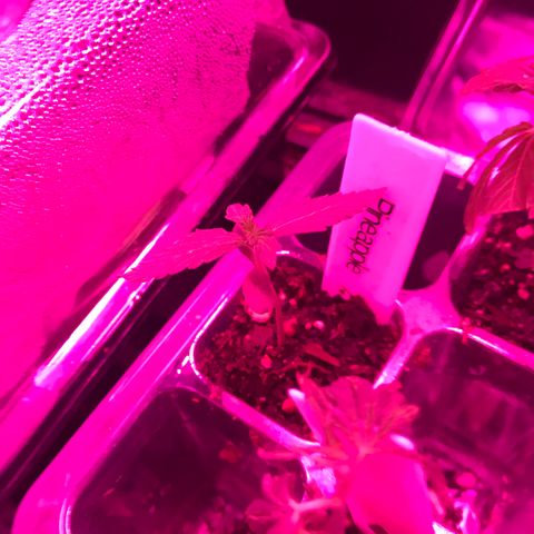 G13 clone #1 growlog timeline photo