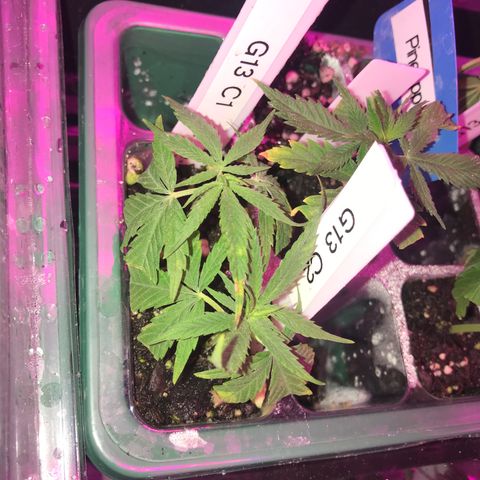 G13 clone #1 growlog timeline photo