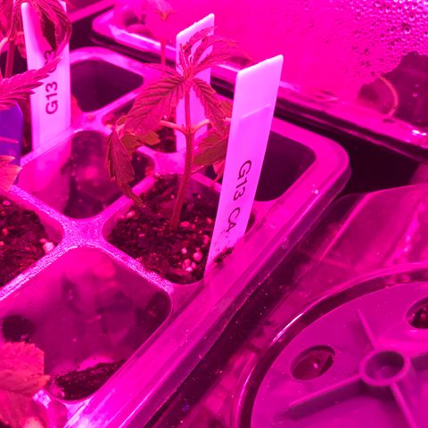 G13 clone #1 growlog timeline photo