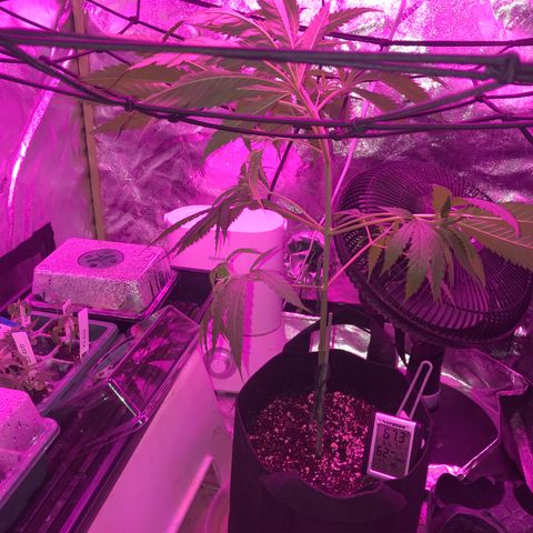 G13 fem mother Indica growlog timeline photo