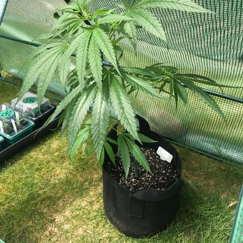 G13 fem mother Indica growlog timeline photo