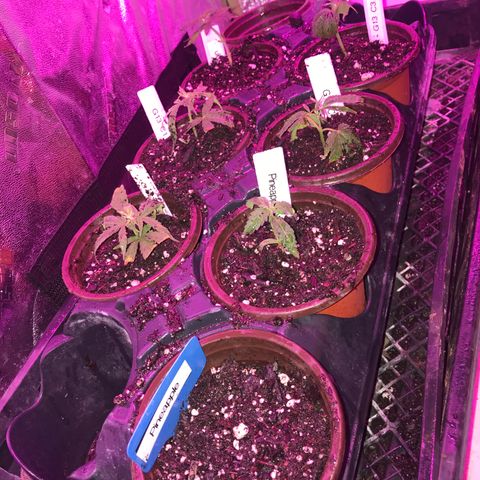 G13 fem mother Indica growlog timeline photo