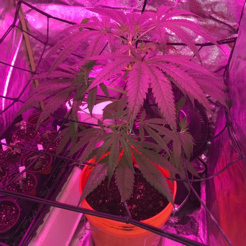 G13 fem mother Indica growlog timeline photo