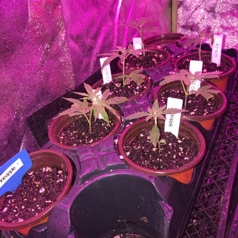 G13 fem mother Indica growlog timeline photo