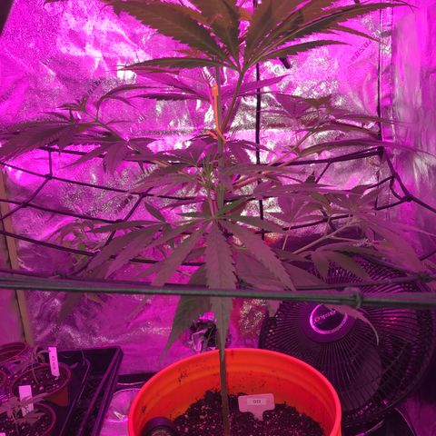 G13 fem mother Indica growlog timeline photo