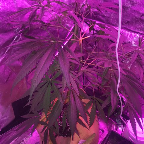 G13 fem mother Indica growlog timeline photo