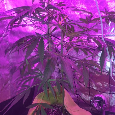 G13 fem mother Indica growlog timeline photo