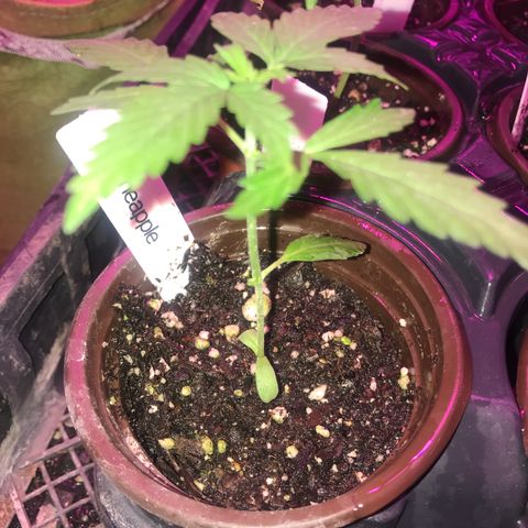 G13 fem mother Indica growlog timeline photo