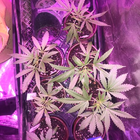 G13 fem mother Indica growlog timeline photo