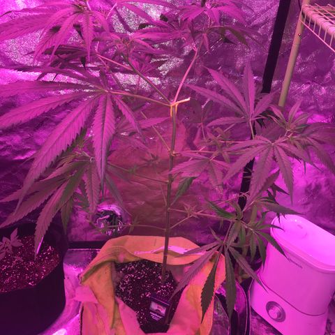 G13 fem mother Indica growlog timeline photo