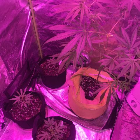 G13 fem mother Indica growlog timeline photo