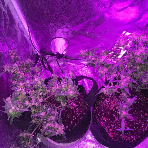 G13 fem mother Indica growlog timeline photo
