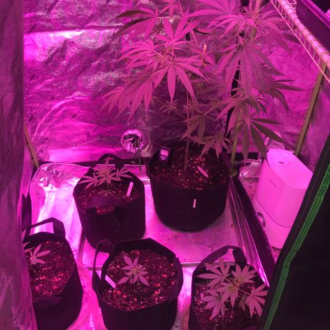 G13 fem mother Indica growlog timeline photo