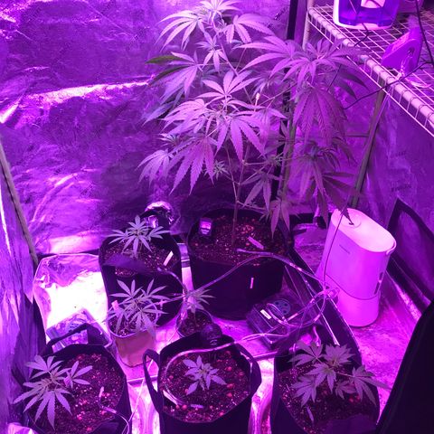 G13 fem mother Indica growlog timeline photo