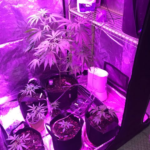 G13 fem mother Indica growlog timeline photo