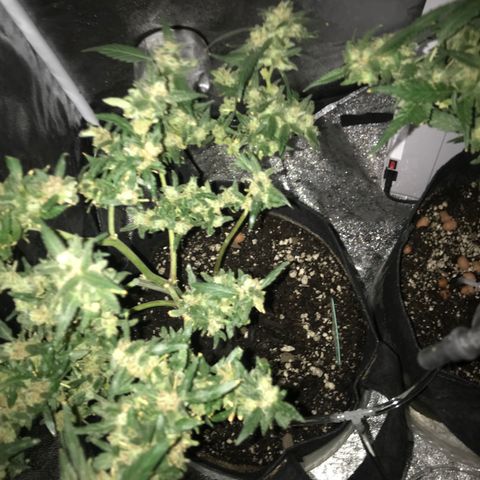 G13 fem mother Indica growlog timeline photo