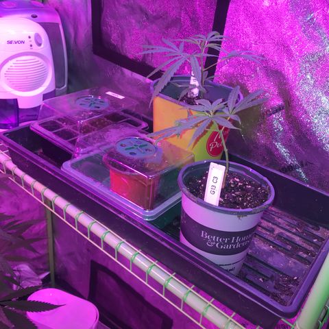 G13 fem mother Indica growlog timeline photo