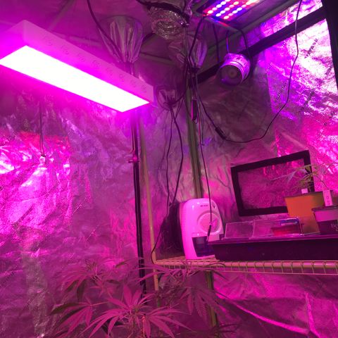 G13 fem mother Indica growlog timeline photo