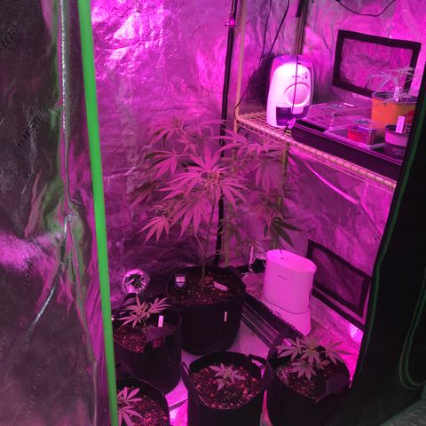 G13 fem mother Indica growlog timeline photo