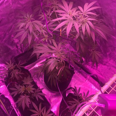 G13 fem mother Indica growlog timeline photo