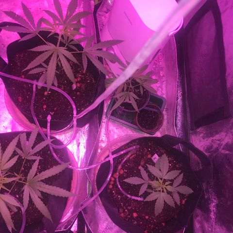 G13 fem mother Indica growlog timeline photo