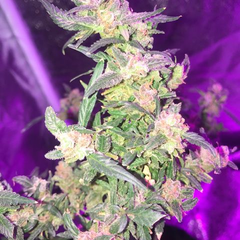G13 fem mother Indica growlog timeline photo