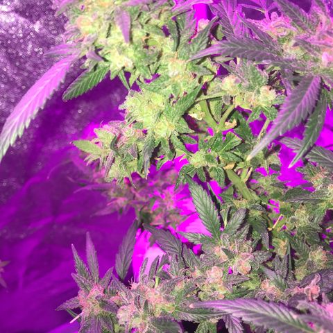 G13 fem mother Indica growlog timeline photo