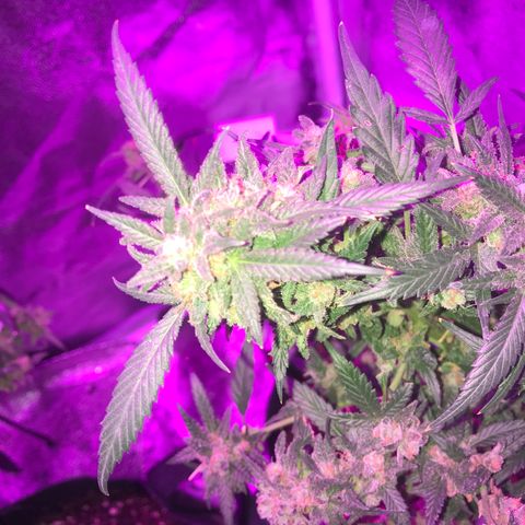 G13 fem mother Indica growlog timeline photo