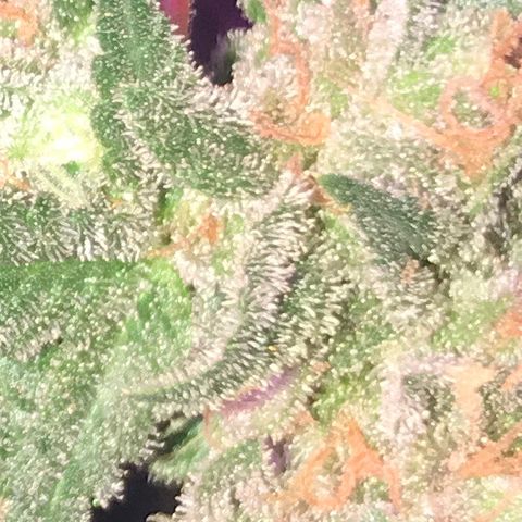 G13 fem mother Indica growlog photo: Not ready