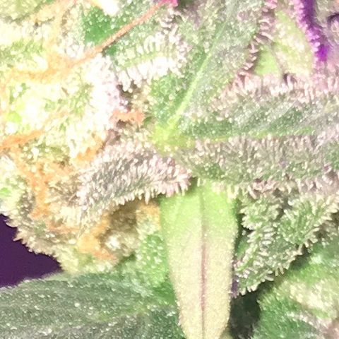 G13 fem mother Indica growlog photo: Not ready