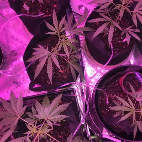 G13 fem mother Indica growlog timeline photo
