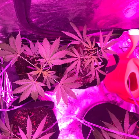 G13 fem mother Indica growlog timeline photo