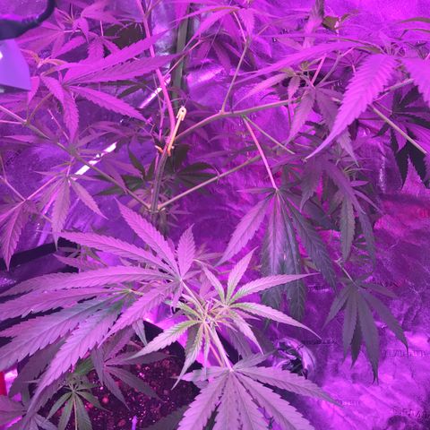 G13 fem mother Indica growlog timeline photo