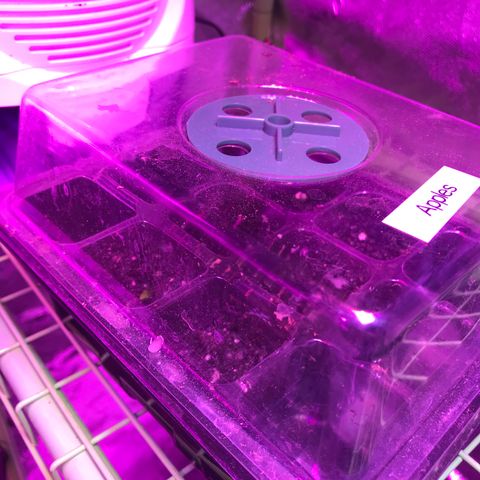 G13 fem mother Indica growlog timeline photo