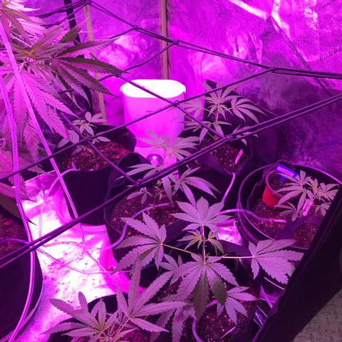 G13 fem mother Indica growlog timeline photo