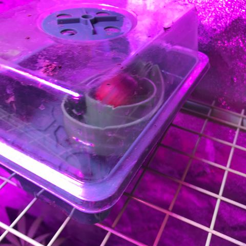G13 fem mother Indica growlog timeline photo