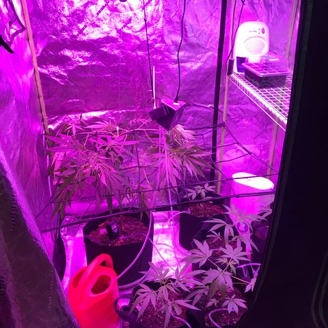 G13 fem mother Indica growlog timeline photo