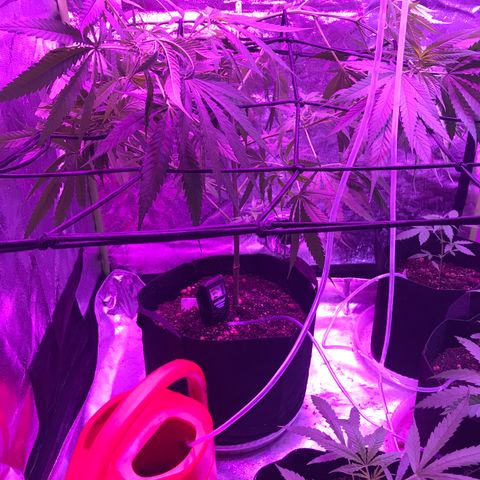G13 fem mother Indica growlog timeline photo