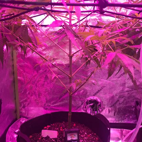 G13 fem mother Indica growlog timeline photo