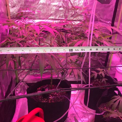 G13 fem mother Indica growlog timeline photo