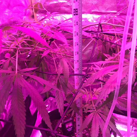 G13 fem mother Indica growlog timeline photo