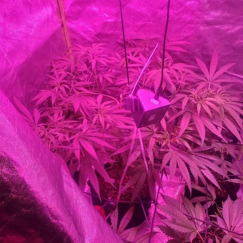 G13 fem mother Indica growlog timeline photo