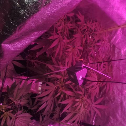 G13 fem mother Indica growlog timeline photo