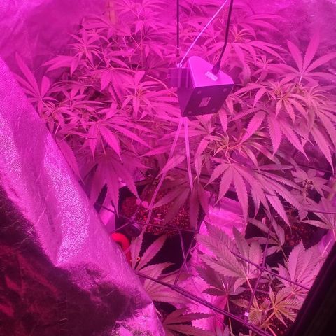 G13 fem mother Indica growlog timeline photo